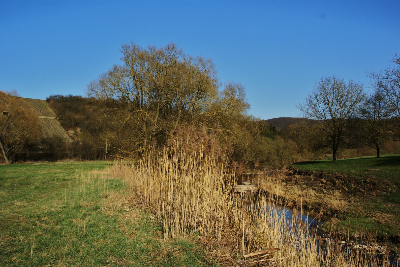 ASV Rehborn